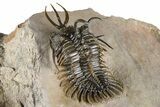 Top Quality Walliserops Hammi Trilobite - Foum Zguid, Morocco #381461-5